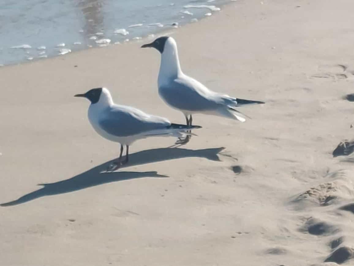 Ostseewind - In Der Strandstrasse-Fuehrt Zur Seebruecke Ostseebad Kühlungsborn Kültér fotó