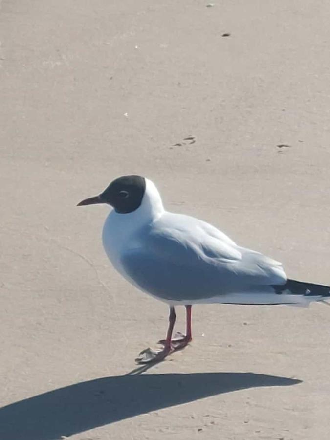 Ostseewind - In Der Strandstrasse-Fuehrt Zur Seebruecke Ostseebad Kühlungsborn Kültér fotó